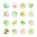 Set Vector Flat Icons of Beans and Cereals Royalty Free Stock Photo