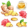 Set vector illustration of a fresh ginger root, sliced, flower and ginger tea. Royalty Free Stock Photo