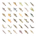 Set Vector Flat Icons of Freshwater Fish