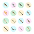 Set Vector Flat Icons of Freshwater Fish