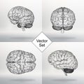 Set Vector illustration human brain. The structural grid of polygons. Abstract Creative concept vector background