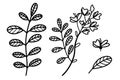 Set of vector illustrations of acacia. Branches, leaves, flowers of silvery acacia. Hand-drawn botanical sketch. Thin plant Royalty Free Stock Photo