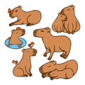 Set of vector illustrations of capybaras. Various positions in water sleeping sitting. Colored set of images isolated on white Royalty Free Stock Photo