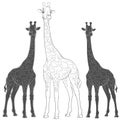 Set of vector illustrations with giraffes. Isolated objects. EPS10