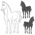 Set of vector illustrations with the horse. EPS10