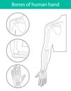 Set of vector illustrations of human hand skeletal anatomy Royalty Free Stock Photo