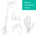 Set of vector illustrations of human hand skeletal anatomy Royalty Free Stock Photo