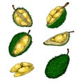 Set of vector illustrations, icons of a durian fruit Royalty Free Stock Photo