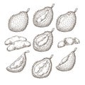 Set of vector illustrations, icons of a durian fruit Royalty Free Stock Photo