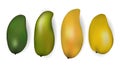 Set of vector illustrations of mango