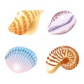 Set of vector illustrations of seashells of different shapes and kinds in cartoon style Royalty Free Stock Photo