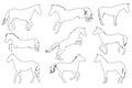 A set of vector illustrations with silhouettes of horses isolated on a white background. Royalty Free Stock Photo