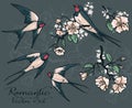 Set of vector illustrations: swallows and blooming tree branches Royalty Free Stock Photo