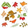 A set of vector illustrations on the theme of autumn. A branch with acorns, mountain ash, rose hips, birds and various leaves Royalty Free Stock Photo