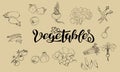 Set of vector illustrations of vegetables in sketch style