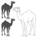 Set of vector image of a camel. Isolated objects on a white. EPS10