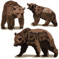 Set of brown bears