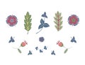 Set of vector illustration of wildflowers and leaves.