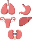 Set of Vector Internal Organs Medical Vector Cartoon Set
