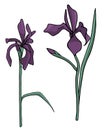 Set of vector irises delicate and refined flowers
