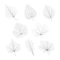 Set of vector isolated monochrome single leaves