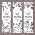 Set of 3 vector labels with peppermint, chamomile and echinacea