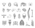 Set of vector line icons of anatomy. Internal organs and bones Royalty Free Stock Photo
