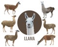 Set of vector llamas