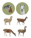 Set of vector llamas