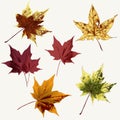 Set of vector maple leaves for design