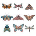 Set of vector night butterflies, dragonfly, moths. Hand drawn illustration