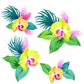 Set of vector orchids. isolated.