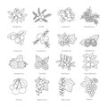 Set of vector outline doodle pied berries isolated on white