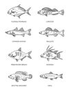 Set of vector outline fish icons. Vector flat collection Royalty Free Stock Photo