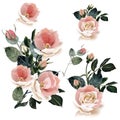 Set of vector pink roses for design Royalty Free Stock Photo