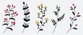 Set of vector plants and herbs. Hand drawn floral elements. Silhouettes of natural elements for seasonal backgrounds. Doodle style Royalty Free Stock Photo