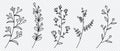 Set of vector plants and herbs. Hand drawn floral elements. Silhouettes of natural elements for seasonal backgrounds. Doodle style Royalty Free Stock Photo