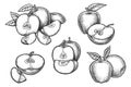 Set of vector realistic apple sketch. Fruit food