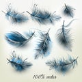 Set of vector realistic blue feathers Royalty Free Stock Photo