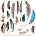 Set of vector realistic colorful feathers Royalty Free Stock Photo