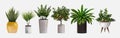 Set of vector realistic detailed house or office plant for interior design and decoration.Tropical and Mediterranean