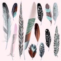 Set vector realistic feathers for design