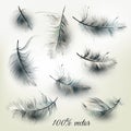 Set of vector realistic feathers Royalty Free Stock Photo