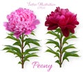 Set of vector realistic peony branches isolated on white background. Flowers of dark red and pink peonies