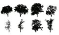 Set of vector realistic silhouettes of deciduous trees Royalty Free Stock Photo