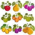 Set of vector ripe fruits and berries with green leaves, fruity Royalty Free Stock Photo