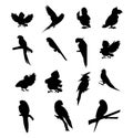 set of Vector Silhouette standing European Robin Stock Silhouettes Royalty Free Stock Photo