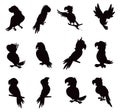 set of Vector Silhouette standing European Robin Stock Silhouettes Royalty Free Stock Photo