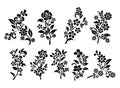 Set of Vector silhouettes of abstract vintage flowers. Royalty Free Stock Photo