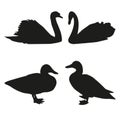 Set of vector silhouettes of birds Royalty Free Stock Photo
